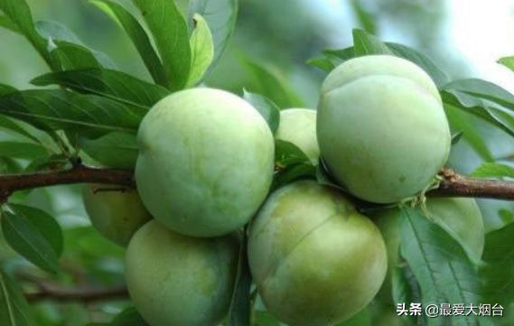 烟台苹果是中国第一个苹果，而且是舶来品，你知道吗？
