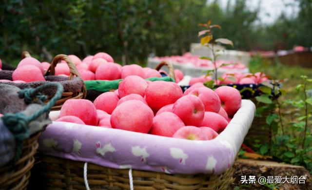 烟台苹果是中国第一个苹果，而且是舶来品，你知道吗？